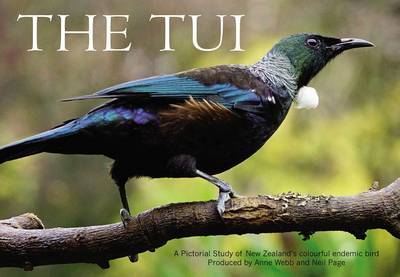 Tui Pictorial Study of New Zealand's Colourful Endemic Bird