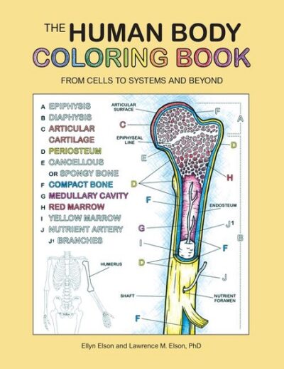Human Body Colouring Book