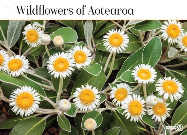 Wild Flowers of New Zealand 2027 Calendar